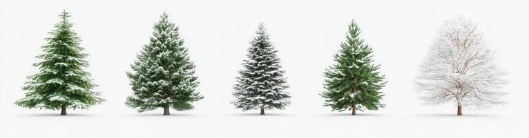 Winter Trees in Various Stages of Snowfall photo