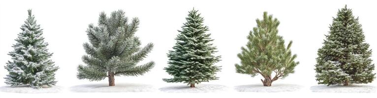 Snowy Conifer Collection photo
