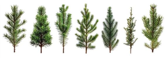 Variety of Conifer Branches photo