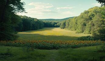 Sunny field stretching to forest photo