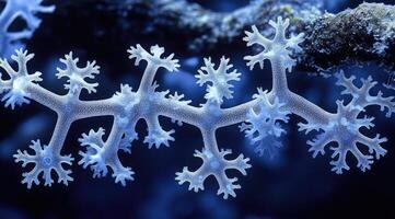 Light-blue, intricate coral branches photo
