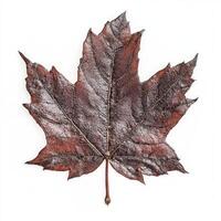 Dried Maple Leaf photo