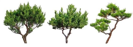 Three Pine Trees Against White Background photo