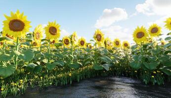 Sunflowers field bathed in sunlight photo