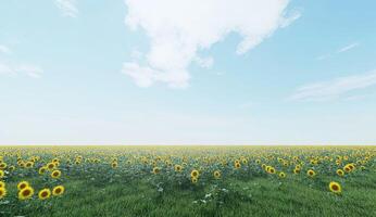 Sunflowers field under a vibrant sky photo