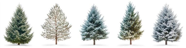 Four Conifer Trees in Different Stages of Snow Accumulation photo