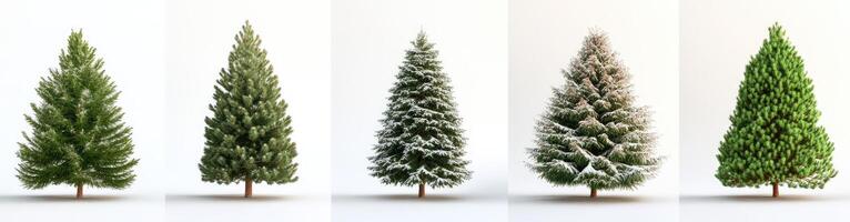 Four Christmas Trees, Varying in Snow Cover photo