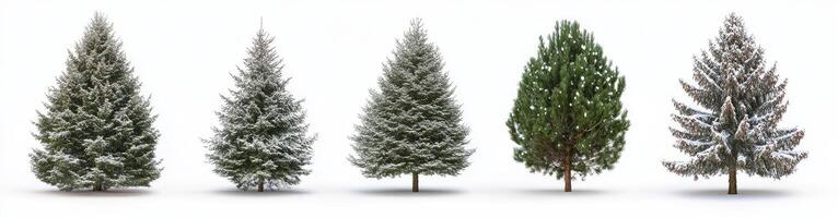 Stages of a Conifer Through the Seasons photo