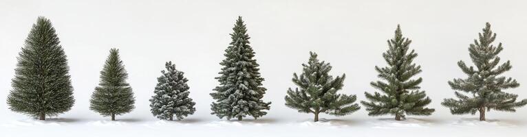Various Sizes of Coniferous Trees in Snow photo
