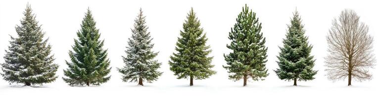Winter Trees in Various Stages of Snow Cover photo