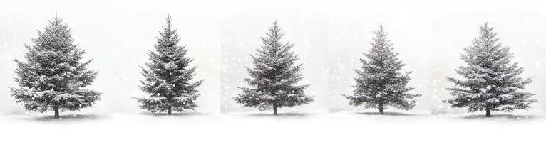 Snowy Fir Trees in Winter photo