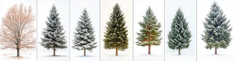 Seasonal Tree Transformations photo