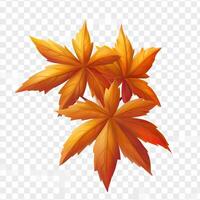 Autumnal maple leaves cluster photo