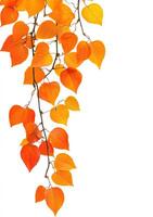 Autumnal foliage cascading downwards photo