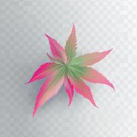 Vibrant Pink and Green Japanese Maple Leaf photo