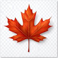 Vibrant red maple leaf on transparent background photo