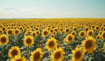 Vast sunflower field under a light sky photo