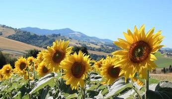 Sunflowers in a field, mountains in the background photo