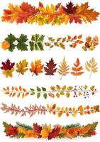 Autumnal leaf collection with various fall foliage and branches photo