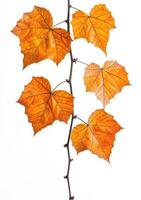 Autumn leaves on a vine photo