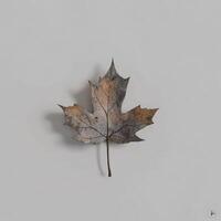 Isolated autumn leaf photo