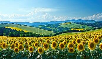 Sunflowers field panorama with rolling hills photo