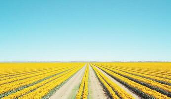 Golden tulip field stretching to horizon photo