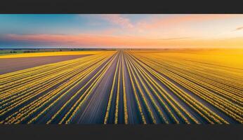 Aerial view of vibrant yellow fields at sunset. Parallel rows of crops stretch across the landscape photo