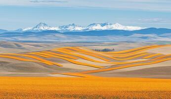 Rolling hills of vibrant golden crops, snow-capped mountains in the distance photo
