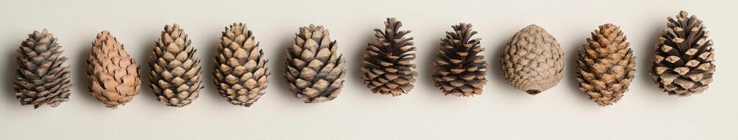 A Row of Pine Cones photo