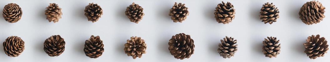 Pine Cones Arranged in a Grid photo