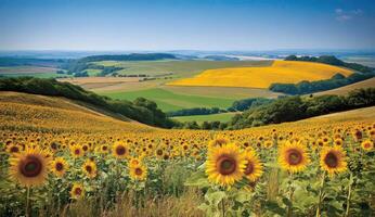 Sun-drenched countryside panorama photo