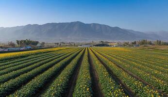 Panorama of a vibrant flower field stretching to a mountain range photo