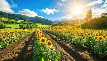 Sun-drenched sunflower field photo