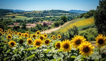 Sunflowers field with a village nestled in a valley photo