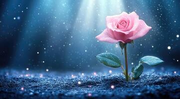 A single, exquisite pink rose in a mystical setting photo