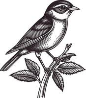 Detailed Engraved Bird Illustration on a Branch with Leaves vector