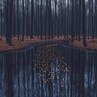 Enchanted Forest with Twilight Stream and Glowing Reflections photo