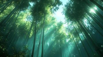 Idyllic Bamboo Forest with Sunlight Streams Creating a Serene Glow photo