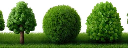 A group of trees in different sizes and shapes photo