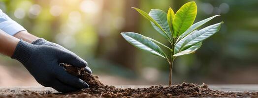 A person in gloves is planting a young tree photo