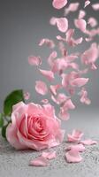 Pink rose with petals falling from the sky photo