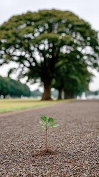 A small tree is growing in the middle of a road photo