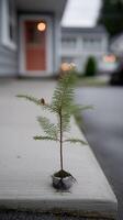 A small tree is growing in a pot on the sidewalk photo