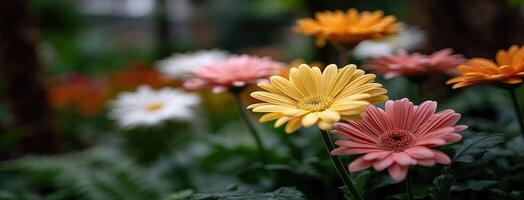 A group of colorful flowers in a garden photo