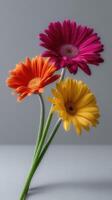 Three colorful flowers are shown in a vase photo