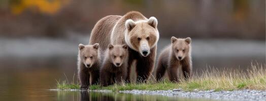 A mother bear and her cubs are walking along the shore photo