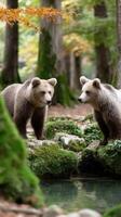 Two brown bears standing near a stream in the woods photo