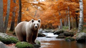 A bear standing in the middle of a stream photo