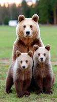 A brown bear with two cubs photo